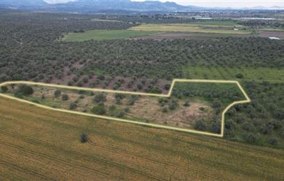 C21 Bal'dan Balıkesir Ayvalık Gazi Kemalpaşa’da Satılık Zeytinlik