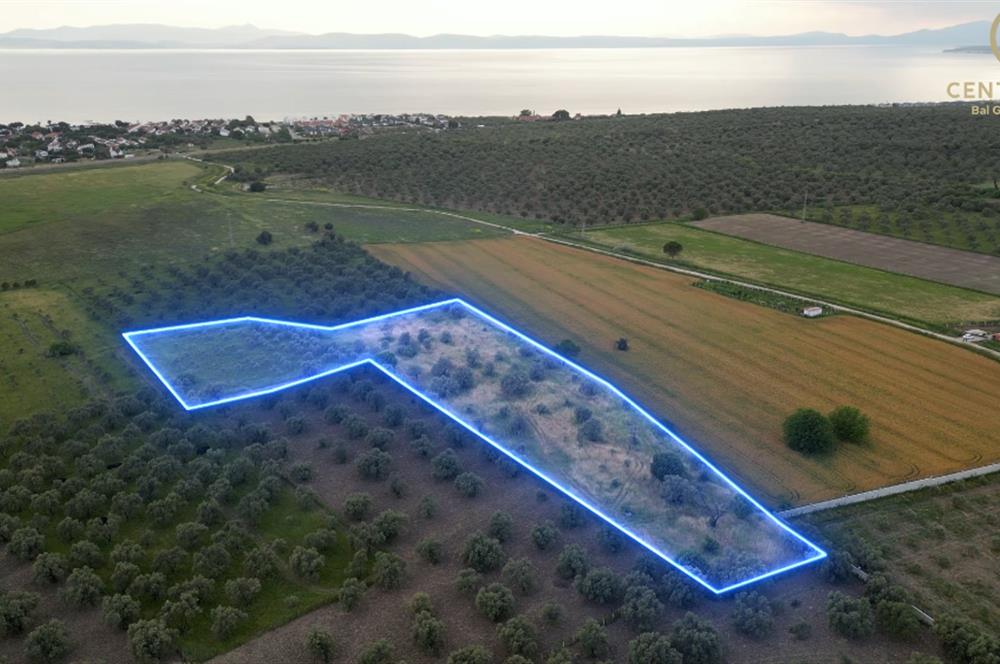 C21 Bal'dan Balıkesir Ayvalık Gazi Kemalpaşa’da Satılık Zeytinlik