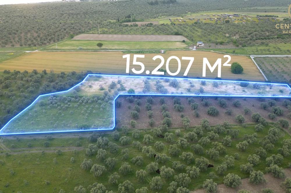 C21 Bal'dan Balıkesir Ayvalık Gazi Kemalpaşa’da Satılık Zeytinlik