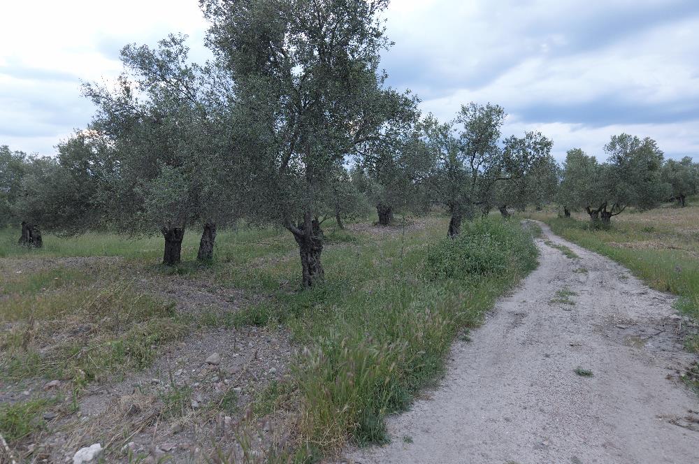 C21 Bal'dan Balıkesir Ayvalık Gazi Kemalpaşa’da Satılık Zeytinlik