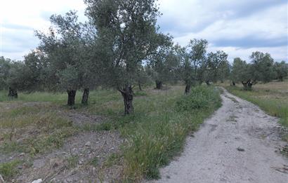 C21 Bal'dan Balıkesir Ayvalık Gazi Kemalpaşa’da Satılık Zeytinlik