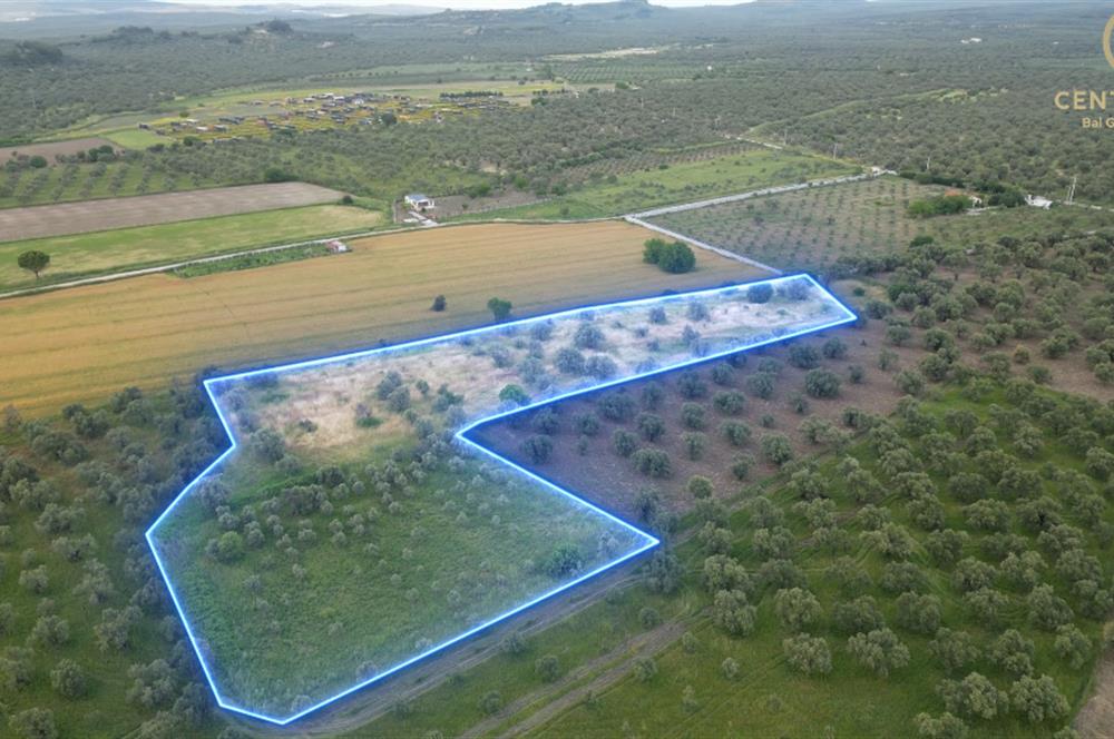 C21 Bal'dan Balıkesir Ayvalık Gazi Kemalpaşa’da Satılık Zeytinlik
