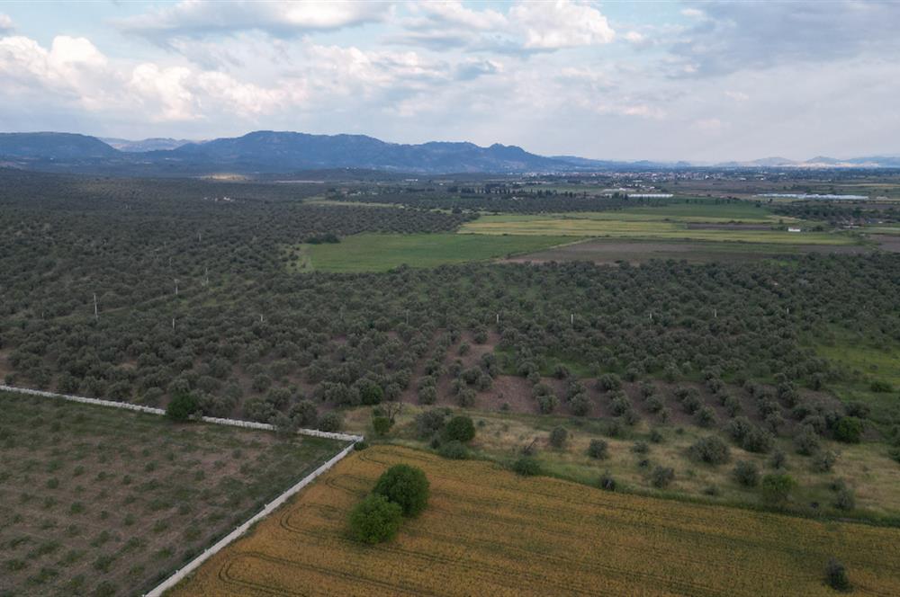 C21 Bal'dan Balıkesir Ayvalık Gazi Kemalpaşa’da Satılık Zeytinlik