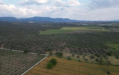 C21 Bal'dan Balıkesir Ayvalık Gazi Kemalpaşa’da Satılık Zeytinlik