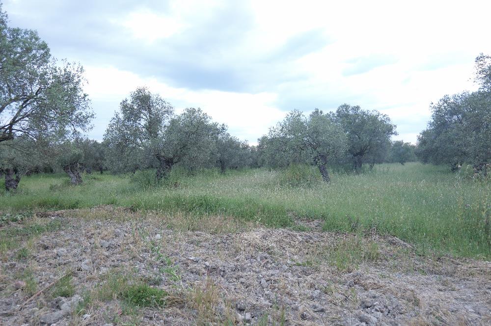 C21 Bal'dan Balıkesir Ayvalık Gazi Kemalpaşa’da Satılık Zeytinlik