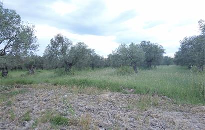 C21 Bal'dan Balıkesir Ayvalık Gazi Kemalpaşa’da Satılık Zeytinlik