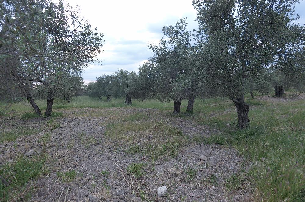 C21 Bal'dan Balıkesir Ayvalık Gazi Kemalpaşa’da Satılık Zeytinlik