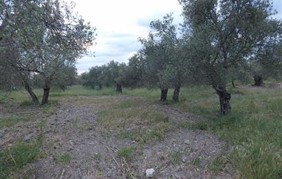 C21 Bal'dan Balıkesir Ayvalık Gazi Kemalpaşa’da Satılık Zeytinlik