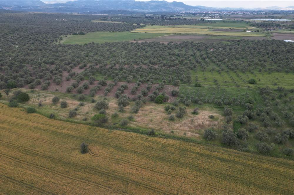 C21 Bal'dan Balıkesir Ayvalık Gazi Kemalpaşa’da Satılık Zeytinlik