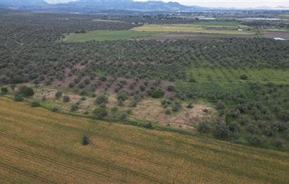 C21 Bal'dan Balıkesir Ayvalık Gazi Kemalpaşa’da Satılık Zeytinlik