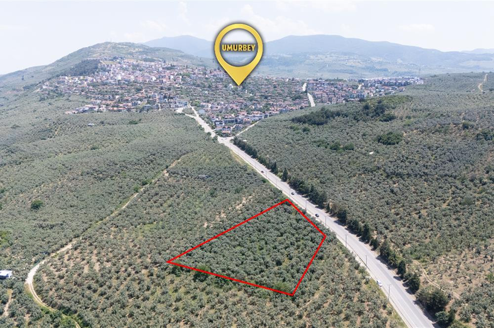 C21 Cius; Umurbey Asfaltına Cephe Deniz Manzaralı Emsalsiz Zeyt
