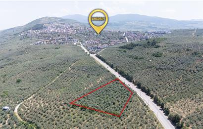 C21 Cius; Umurbey Asfaltına Cephe Deniz Manzaralı Emsalsiz Zeyt