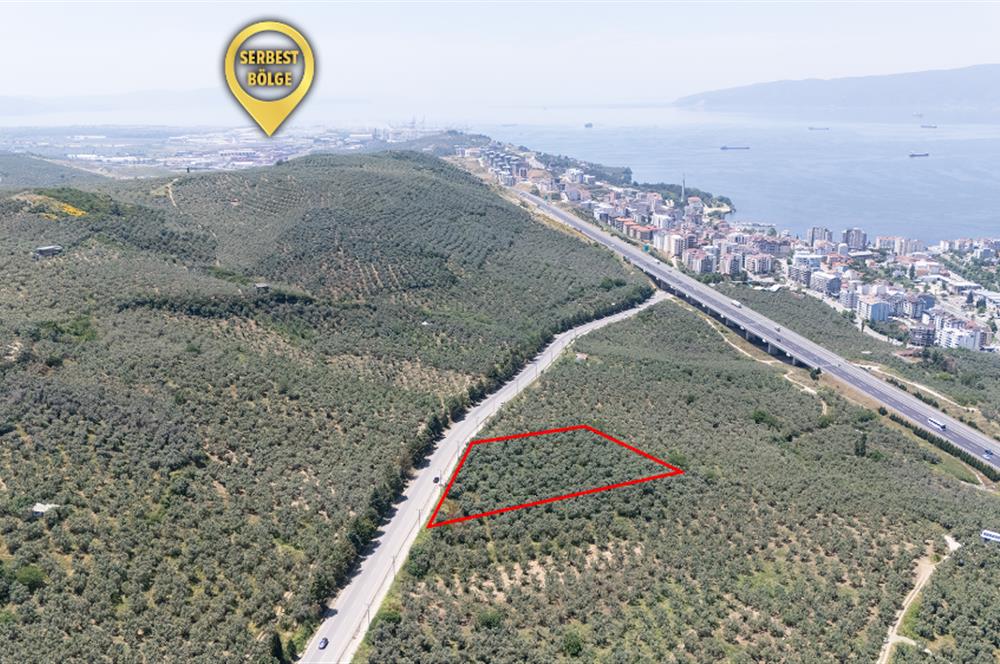 C21 Cius; Umurbey Asfaltına Cephe Deniz Manzaralı Emsalsiz Zeyt