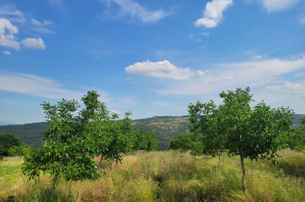 C21 BAL'DAN DİŞBUDAK'TA 13321 M2 ASFALTA CEPHE SATILIK CEVİZLİK