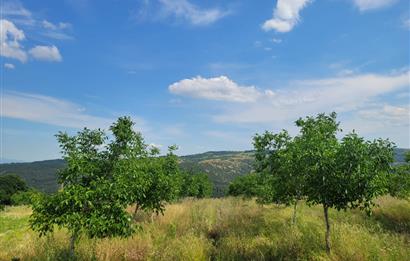 C21 BAL'DAN DİŞBUDAK'TA 13321 M2 ASFALTA CEPHE SATILIK CEVİZLİK