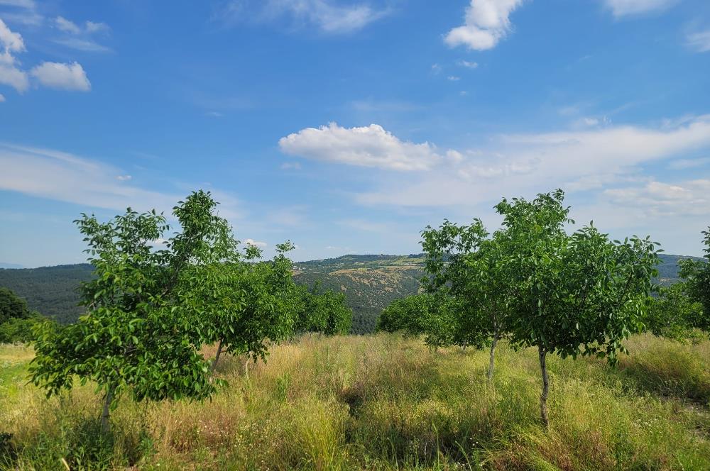 C21 BAL'DAN DİŞBUDAK'TA 13321 M2 ASFALTA CEPHE SATILIK CEVİZLİK