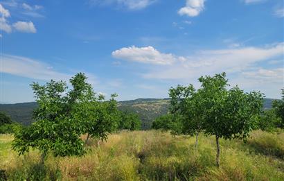 C21 BAL'DAN DİŞBUDAK'TA 13321 M2 ASFALTA CEPHE SATILIK CEVİZLİK