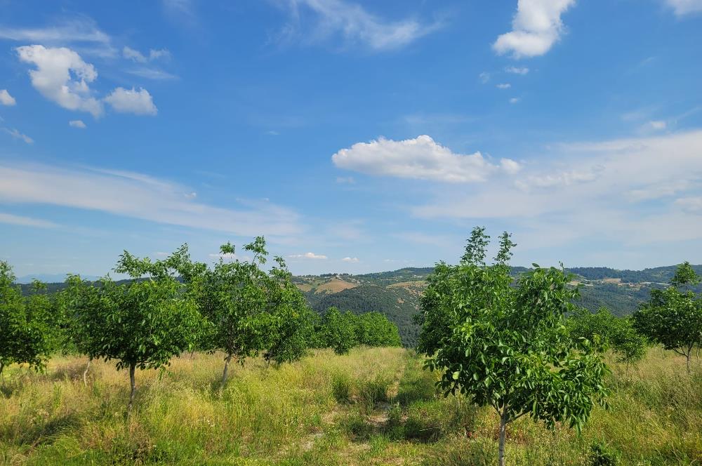C21 BAL'DAN DİŞBUDAK'TA 13321 M2 ASFALTA CEPHE SATILIK CEVİZLİK