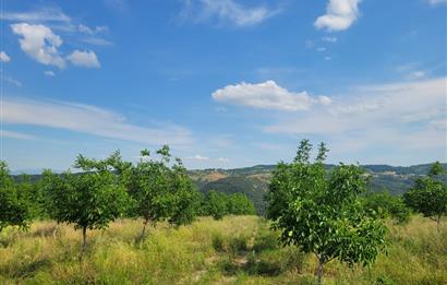 C21 BAL'DAN DİŞBUDAK'TA 13321 M2 ASFALTA CEPHE SATILIK CEVİZLİK