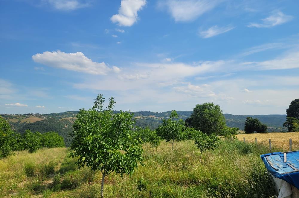 C21 BAL'DAN DİŞBUDAK'TA 13321 M2 ASFALTA CEPHE SATILIK CEVİZLİK