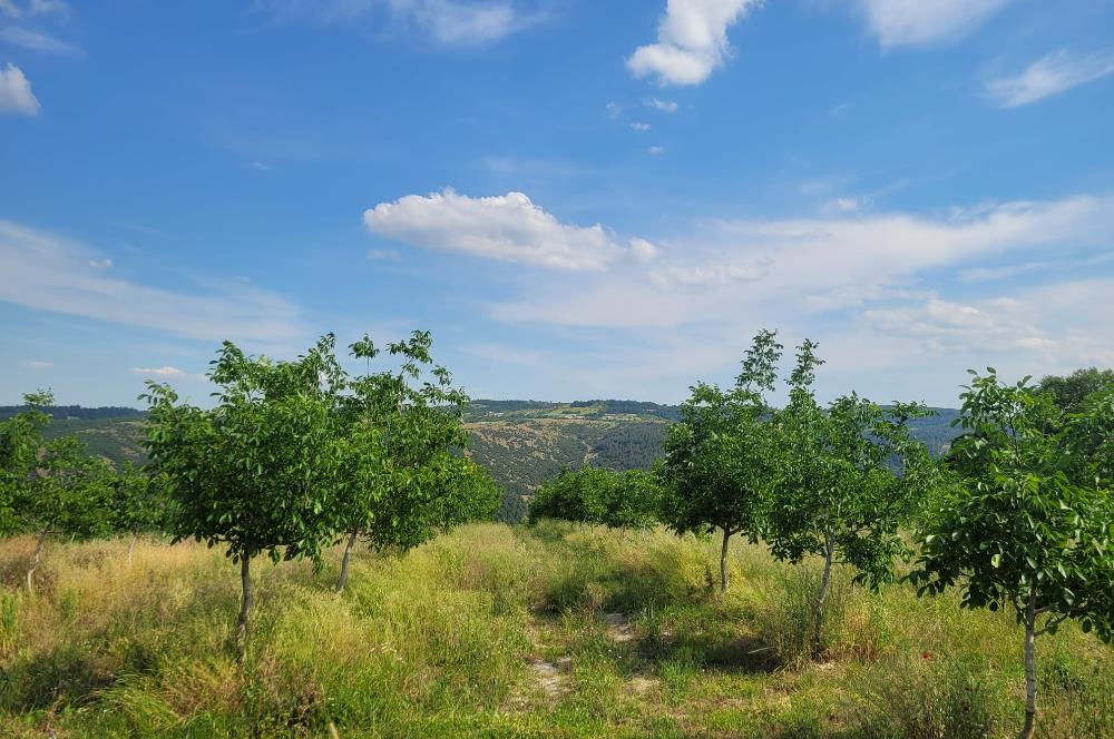 C21 BAL'DAN DİŞBUDAK'TA 13321 M2 ASFALTA CEPHE SATILIK CEVİZLİK