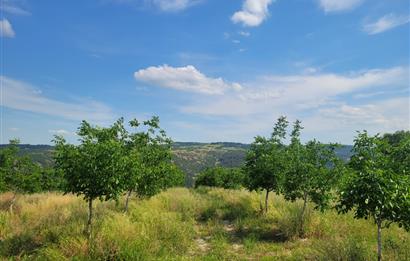 C21 BAL'DAN DİŞBUDAK'TA 13321 M2 ASFALTA CEPHE SATILIK CEVİZLİK