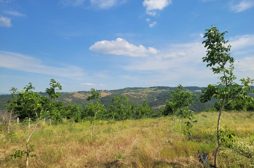 C21 BAL'DAN DİŞBUDAK'TA 13321 M2 ASFALTA CEPHE SATILIK CEVİZLİK
