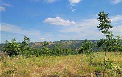 C21 BAL'DAN DİŞBUDAK'TA 13321 M2 ASFALTA CEPHE SATILIK CEVİZLİK