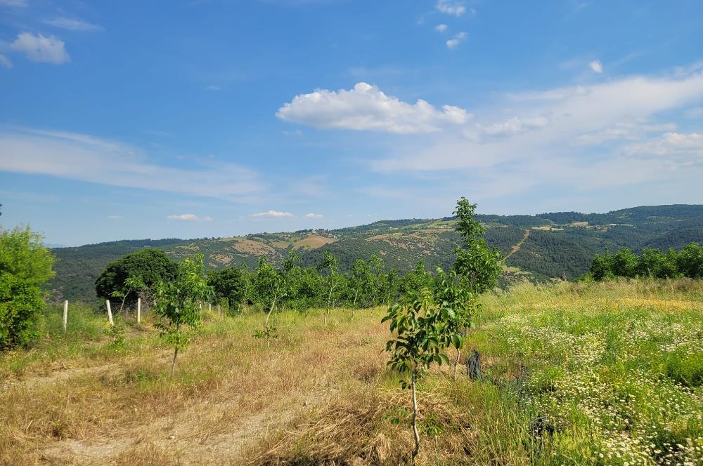 C21 BAL'DAN DİŞBUDAK'TA 13321 M2 ASFALTA CEPHE SATILIK CEVİZLİK