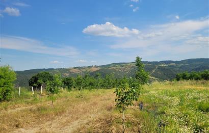 C21 BAL'DAN DİŞBUDAK'TA 13321 M2 ASFALTA CEPHE SATILIK CEVİZLİK