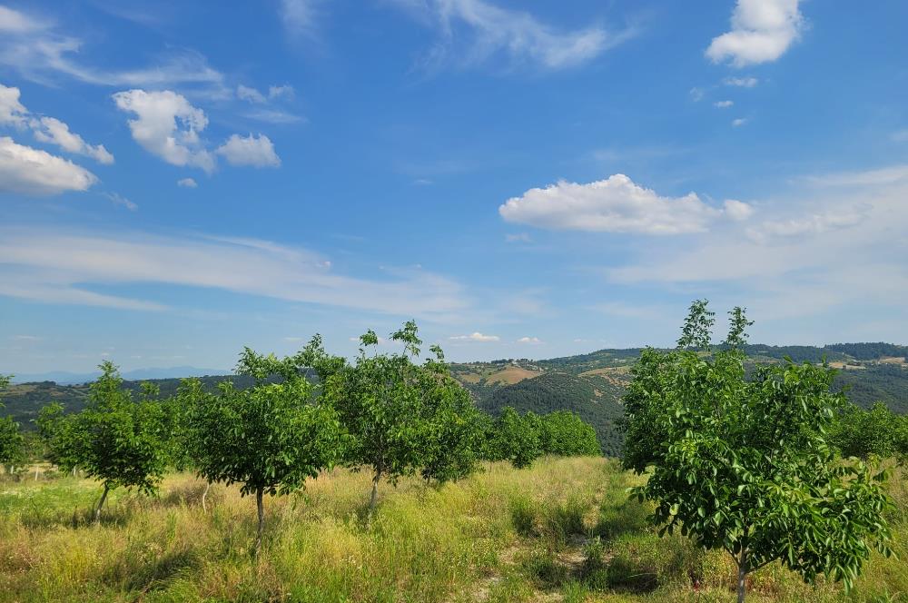 C21 BAL'DAN DİŞBUDAK'TA 13321 M2 ASFALTA CEPHE SATILIK CEVİZLİK