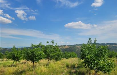 C21 BAL'DAN DİŞBUDAK'TA 13321 M2 ASFALTA CEPHE SATILIK CEVİZLİK