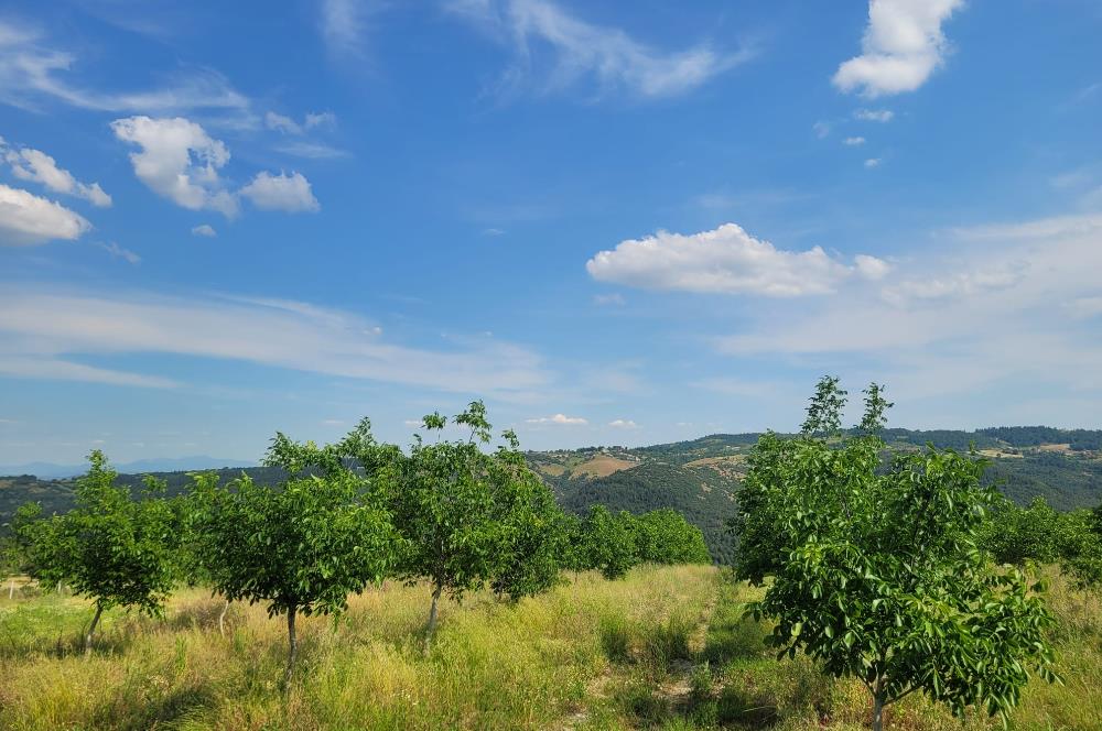 C21 BAL'DAN DİŞBUDAK'TA 13321 M2 ASFALTA CEPHE SATILIK CEVİZLİK