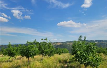 C21 BAL'DAN DİŞBUDAK'TA 13321 M2 ASFALTA CEPHE SATILIK CEVİZLİK
