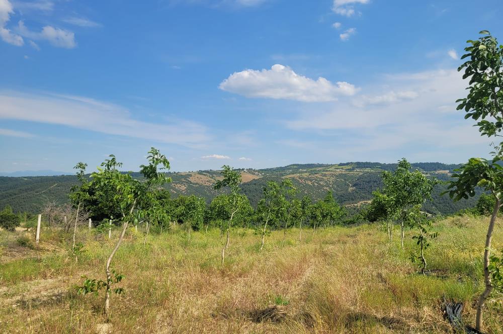 C21 BAL'DAN DİŞBUDAK'TA 13321 M2 ASFALTA CEPHE SATILIK CEVİZLİK