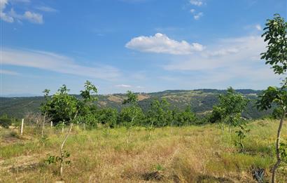 C21 BAL'DAN DİŞBUDAK'TA 13321 M2 ASFALTA CEPHE SATILIK CEVİZLİK