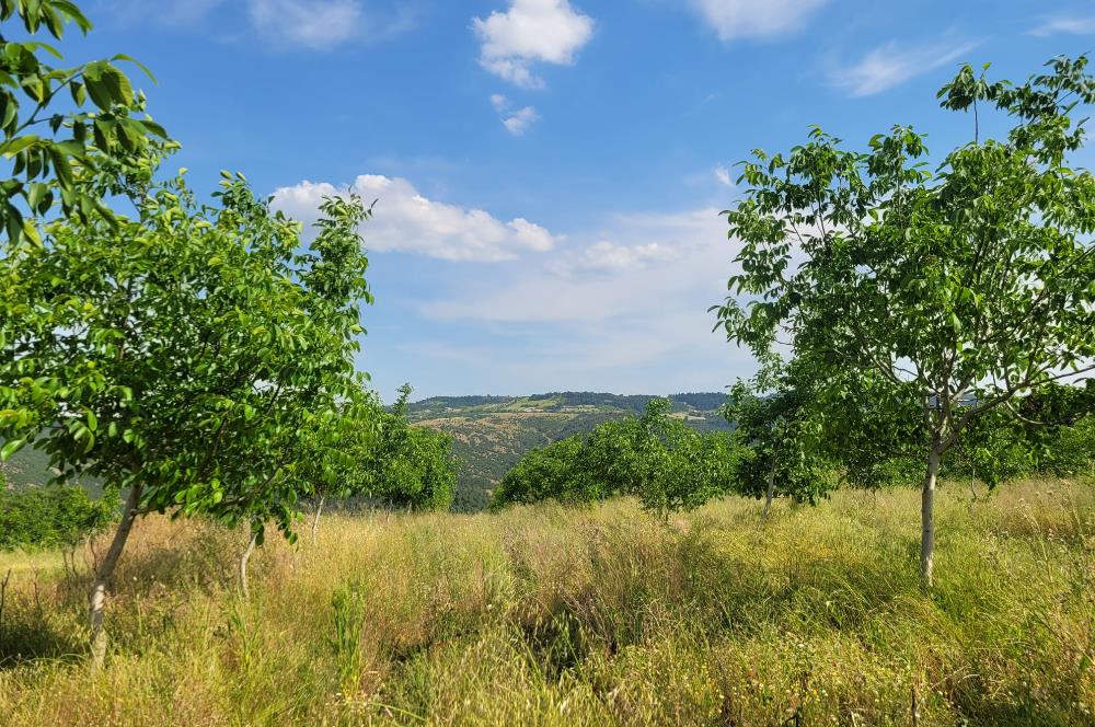 C21 BAL'DAN DİŞBUDAK'TA 13321 M2 ASFALTA CEPHE SATILIK CEVİZLİK