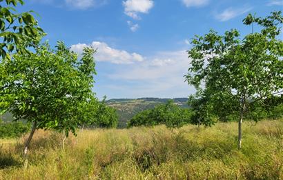 C21 BAL'DAN DİŞBUDAK'TA 13321 M2 ASFALTA CEPHE SATILIK CEVİZLİK