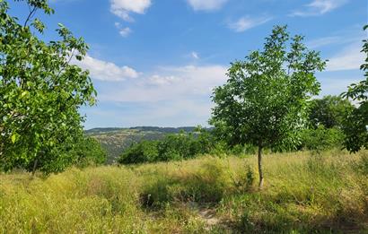 C21 BAL'DAN DİŞBUDAK'TA 13321 M2 ASFALTA CEPHE SATILIK CEVİZLİK