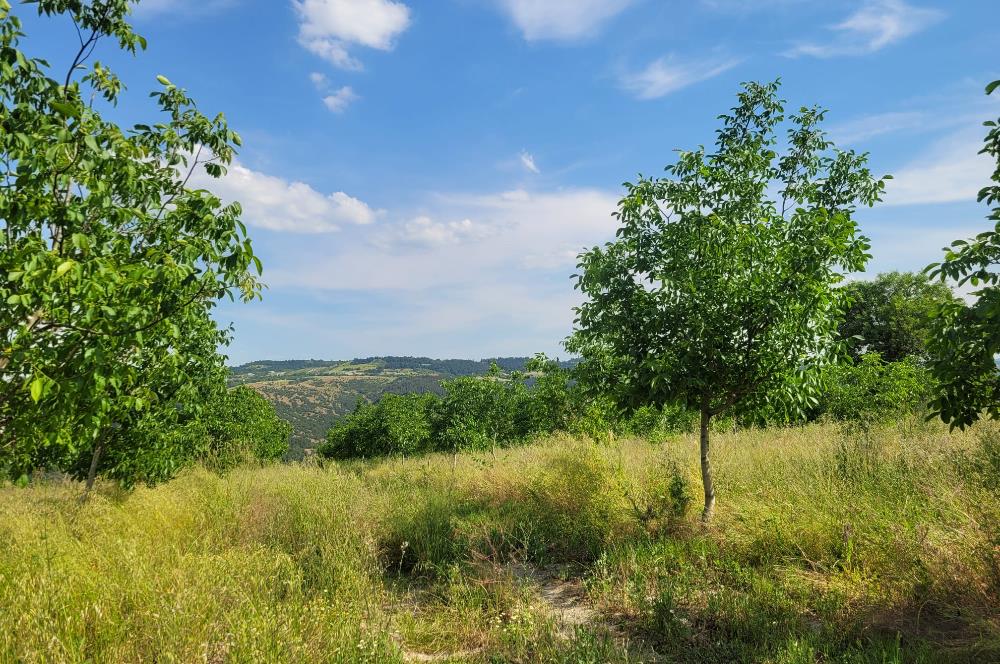 C21 BAL'DAN DİŞBUDAK'TA 13321 M2 ASFALTA CEPHE SATILIK CEVİZLİK