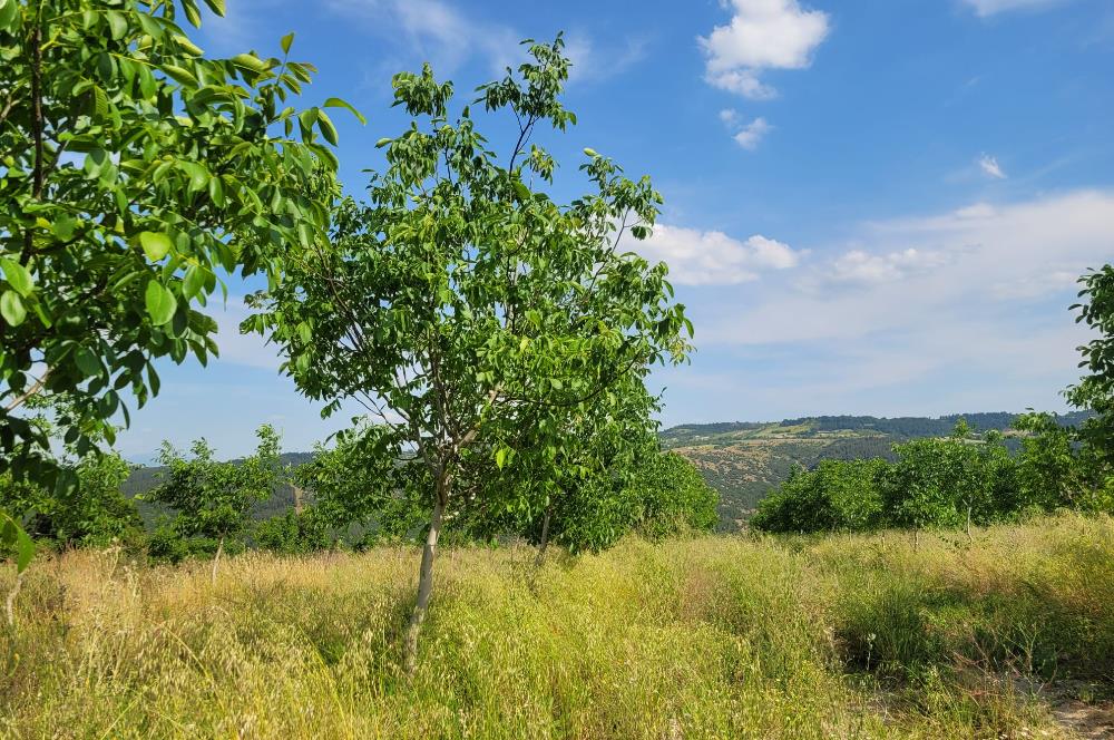 C21 BAL'DAN DİŞBUDAK'TA 13321 M2 ASFALTA CEPHE SATILIK CEVİZLİK
