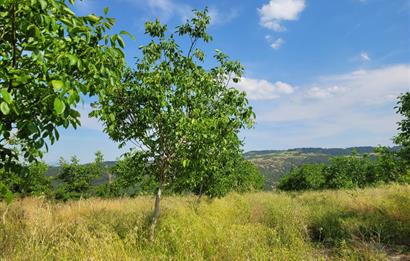 C21 BAL'DAN DİŞBUDAK'TA 13321 M2 ASFALTA CEPHE SATILIK CEVİZLİK