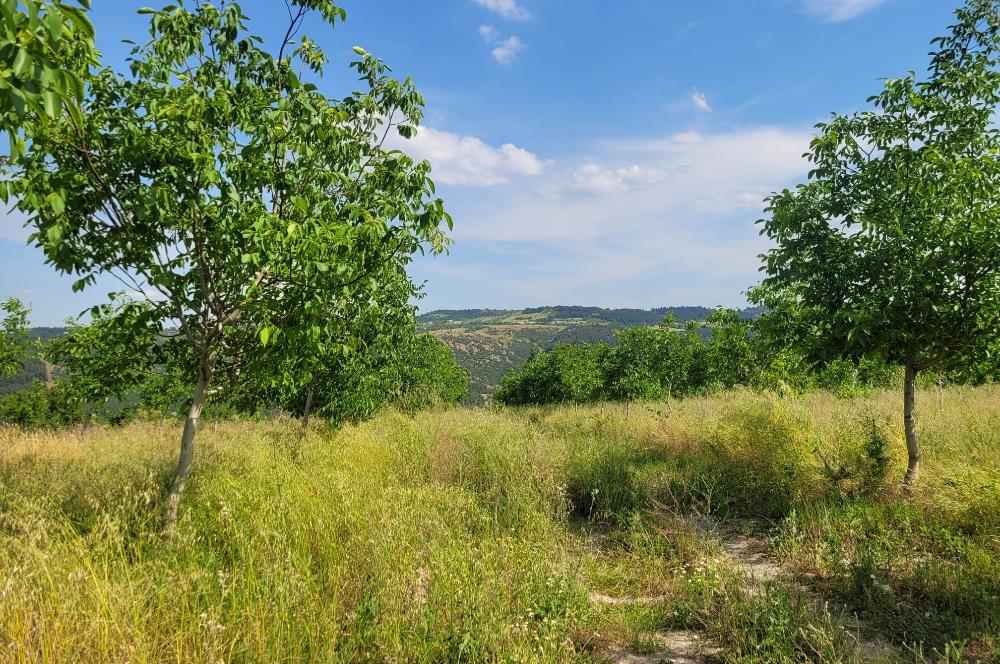 C21 BAL'DAN DİŞBUDAK'TA 13321 M2 ASFALTA CEPHE SATILIK CEVİZLİK