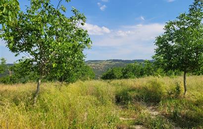 C21 BAL'DAN DİŞBUDAK'TA 13321 M2 ASFALTA CEPHE SATILIK CEVİZLİK