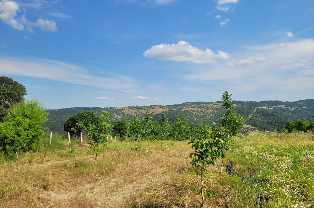 C21 BAL'DAN DİŞBUDAK'TA 13321 M2 ASFALTA CEPHE SATILIK CEVİZLİK