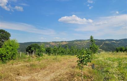 C21 BAL'DAN DİŞBUDAK'TA 13321 M2 ASFALTA CEPHE SATILIK CEVİZLİK