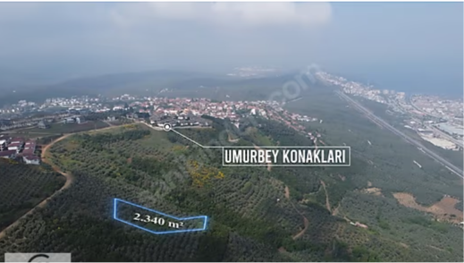 C21 Cius; Umurbey'de İmar Sınırı Manzaralı 2.340 M2 Zeytinlik