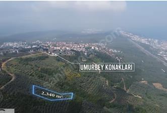 C21 Cius; Umurbey'de İmar Sınırı Manzaralı 2.340 M2 Zeytinlik - 10 - 15673
