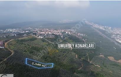 C21 Cius; Umurbey'de İmar Sınırı Manzaralı 2.340 M2 Zeytinlik