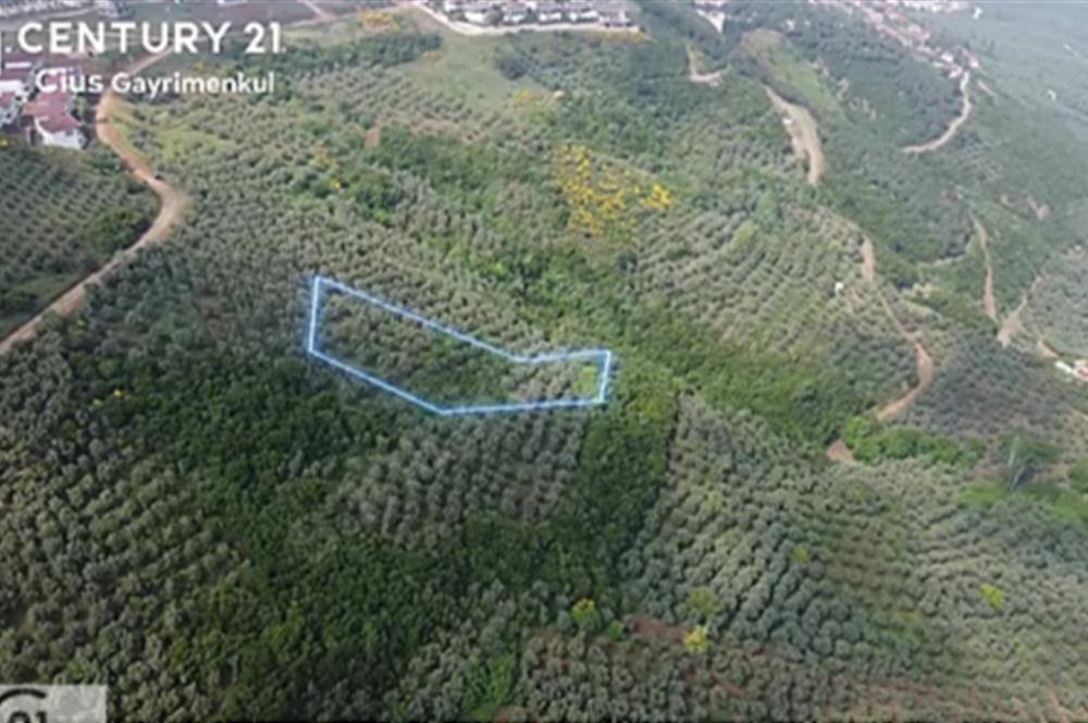 C21 Cius; Umurbey'de İmar Sınırı Manzaralı 2.340 M2 Zeytinlik